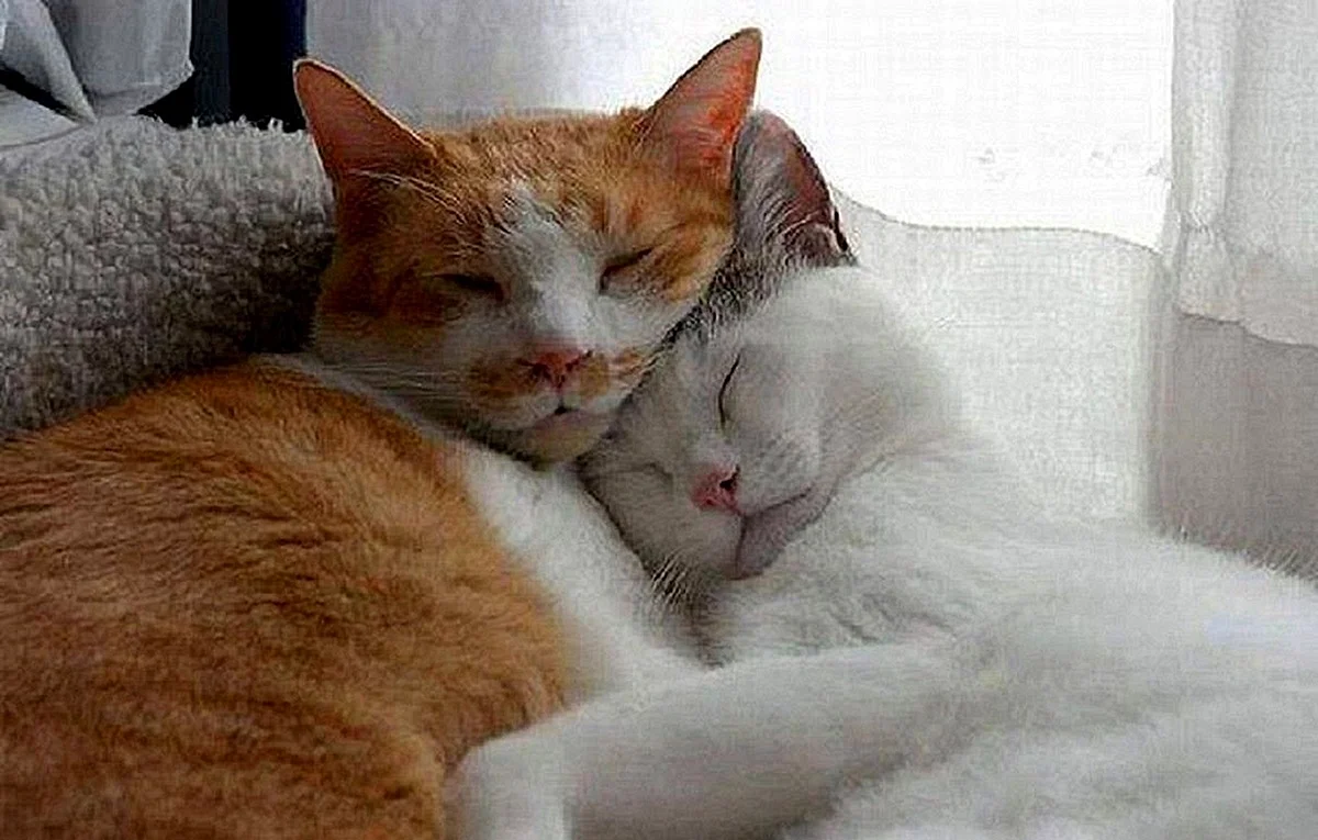 Коты спят в обнимку