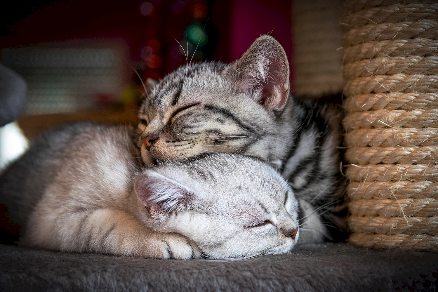 Коты спят вместе