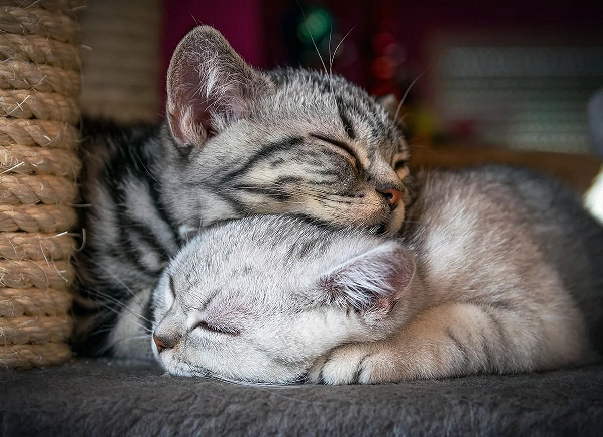 Коты спят вместе