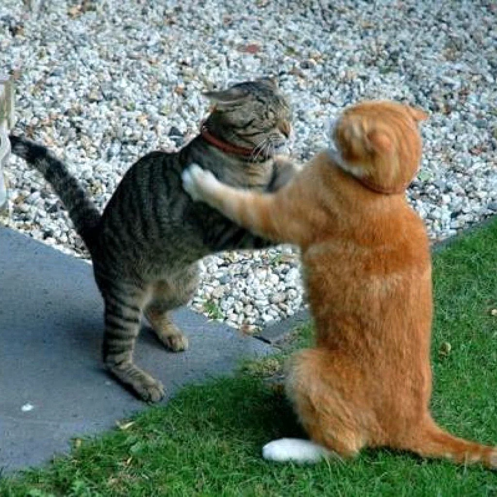 Коты спорят