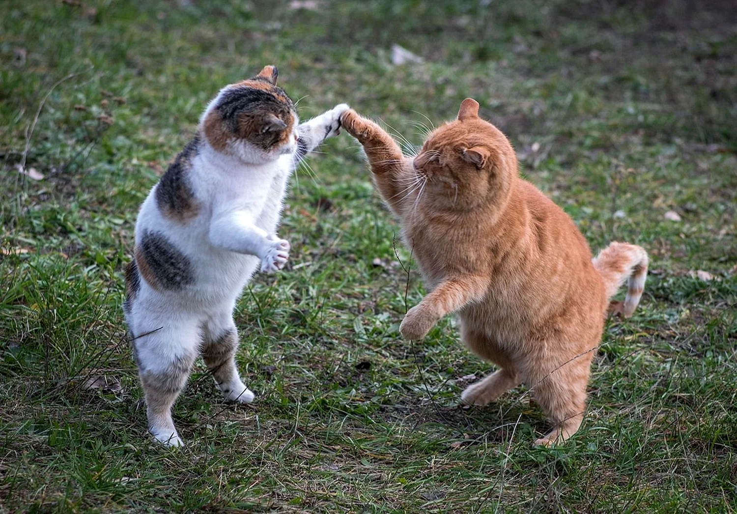 Коты танцоры