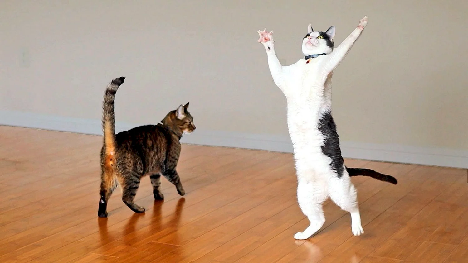 Коты танцуют