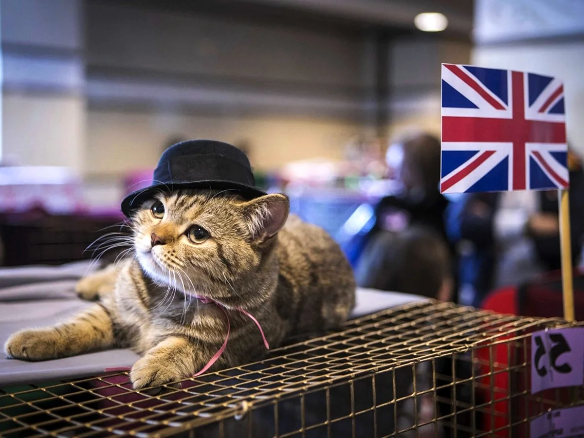 Коты в Англии