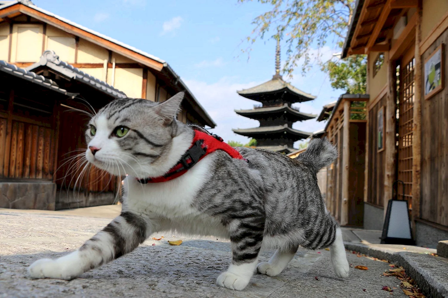 Коты в Японии