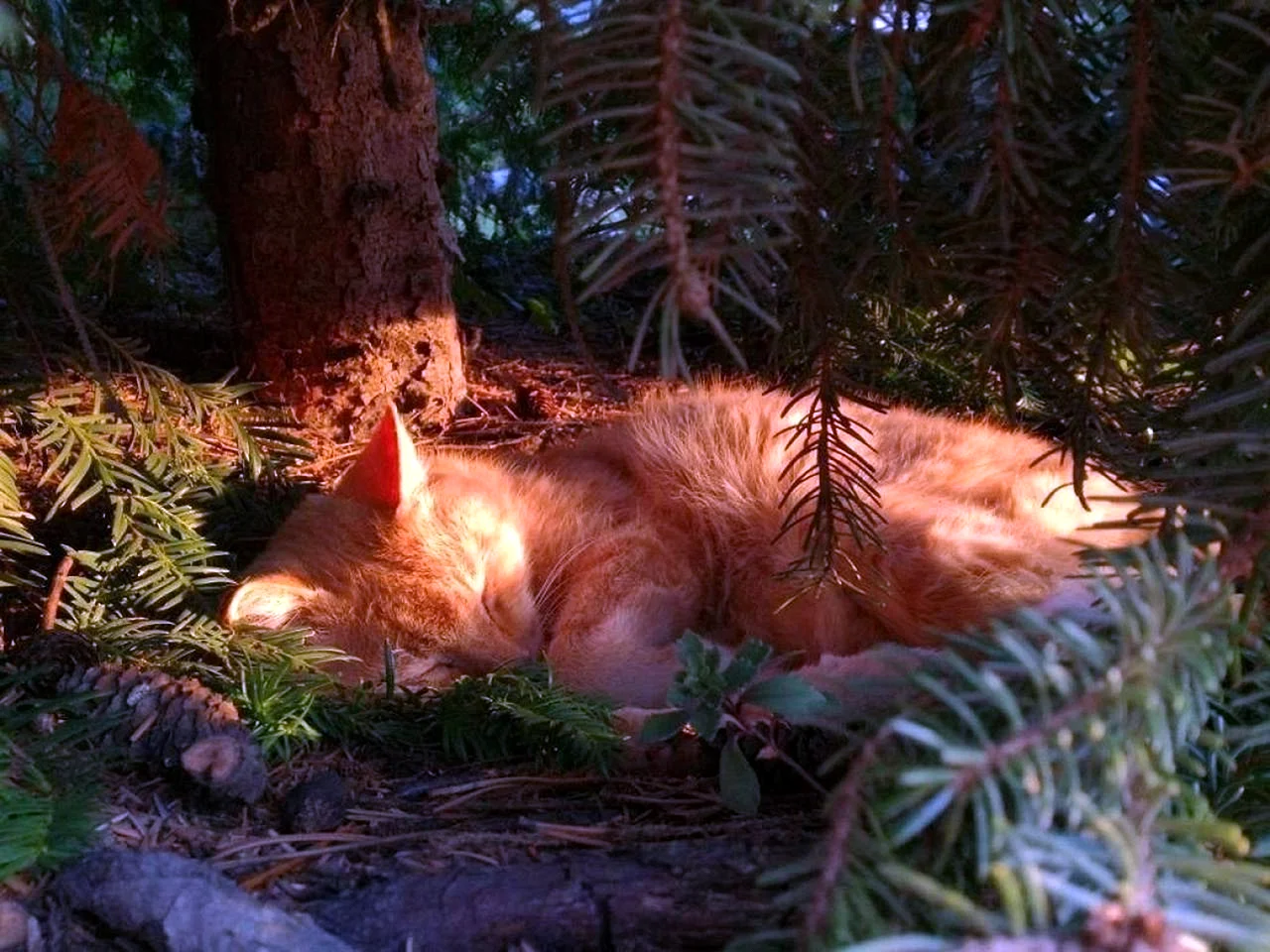 Коты в лесу