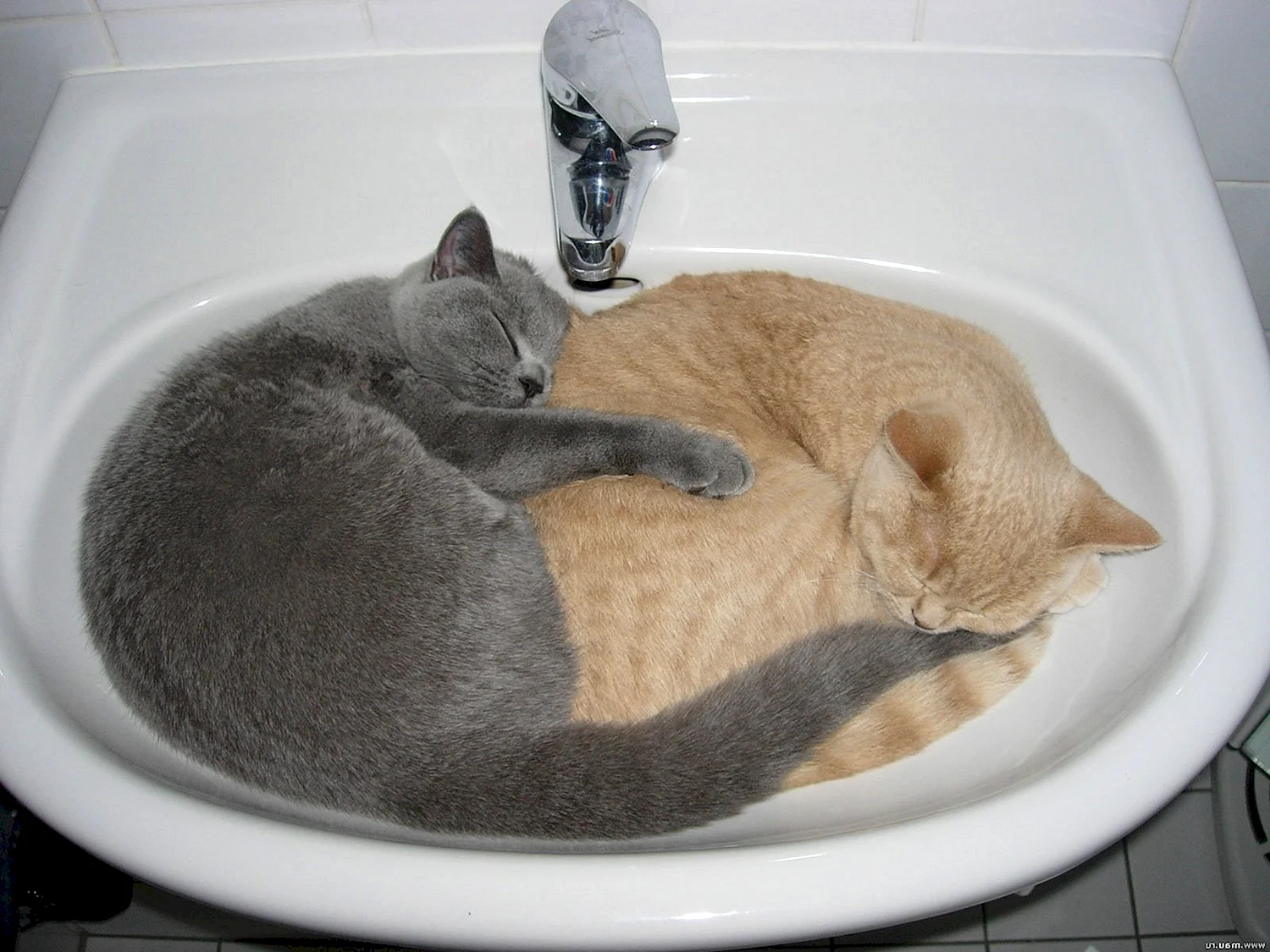 Коты в раковине