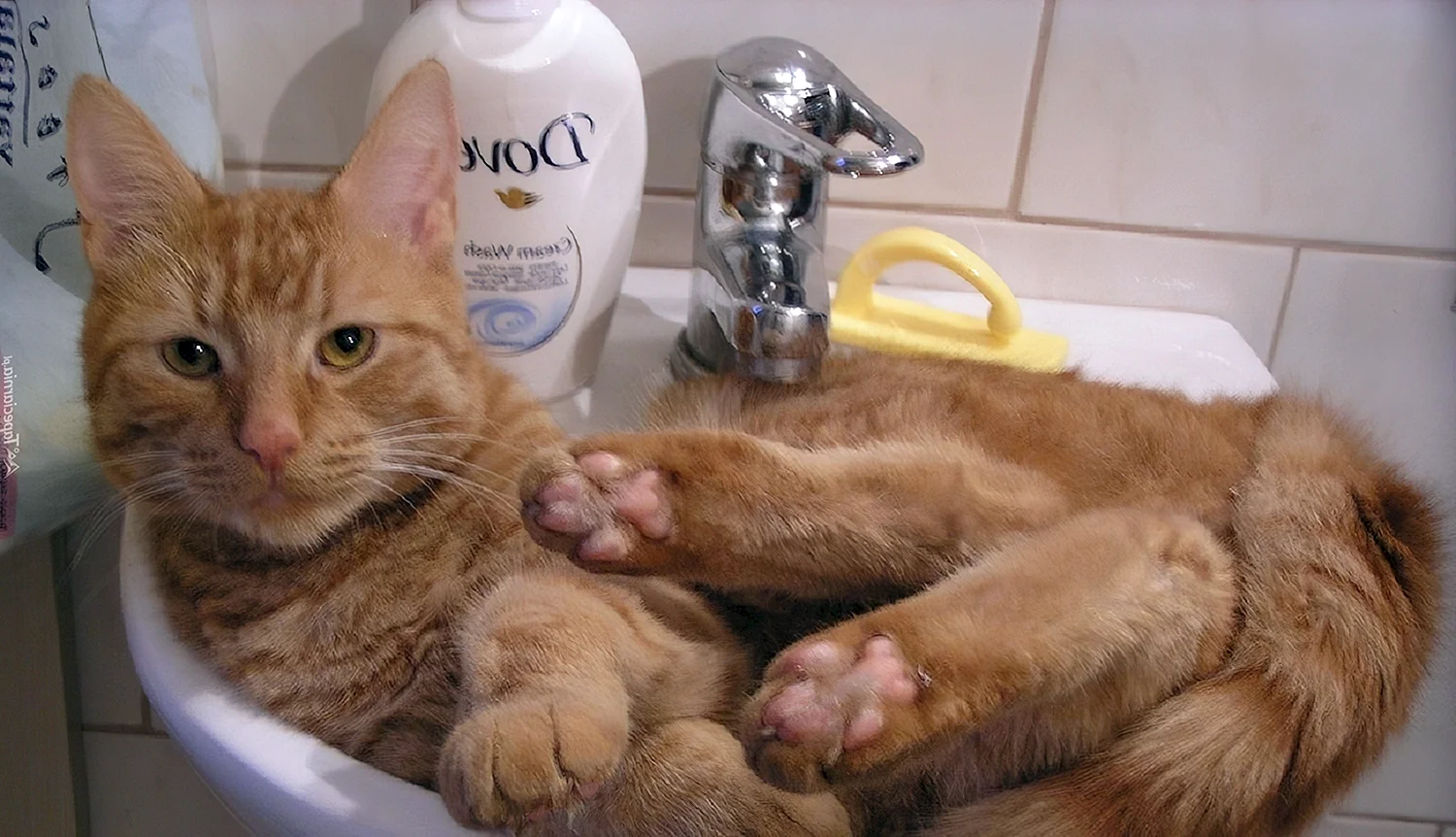 Коты в раковине