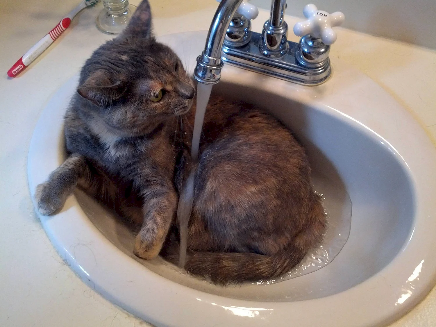 Коты в раковине