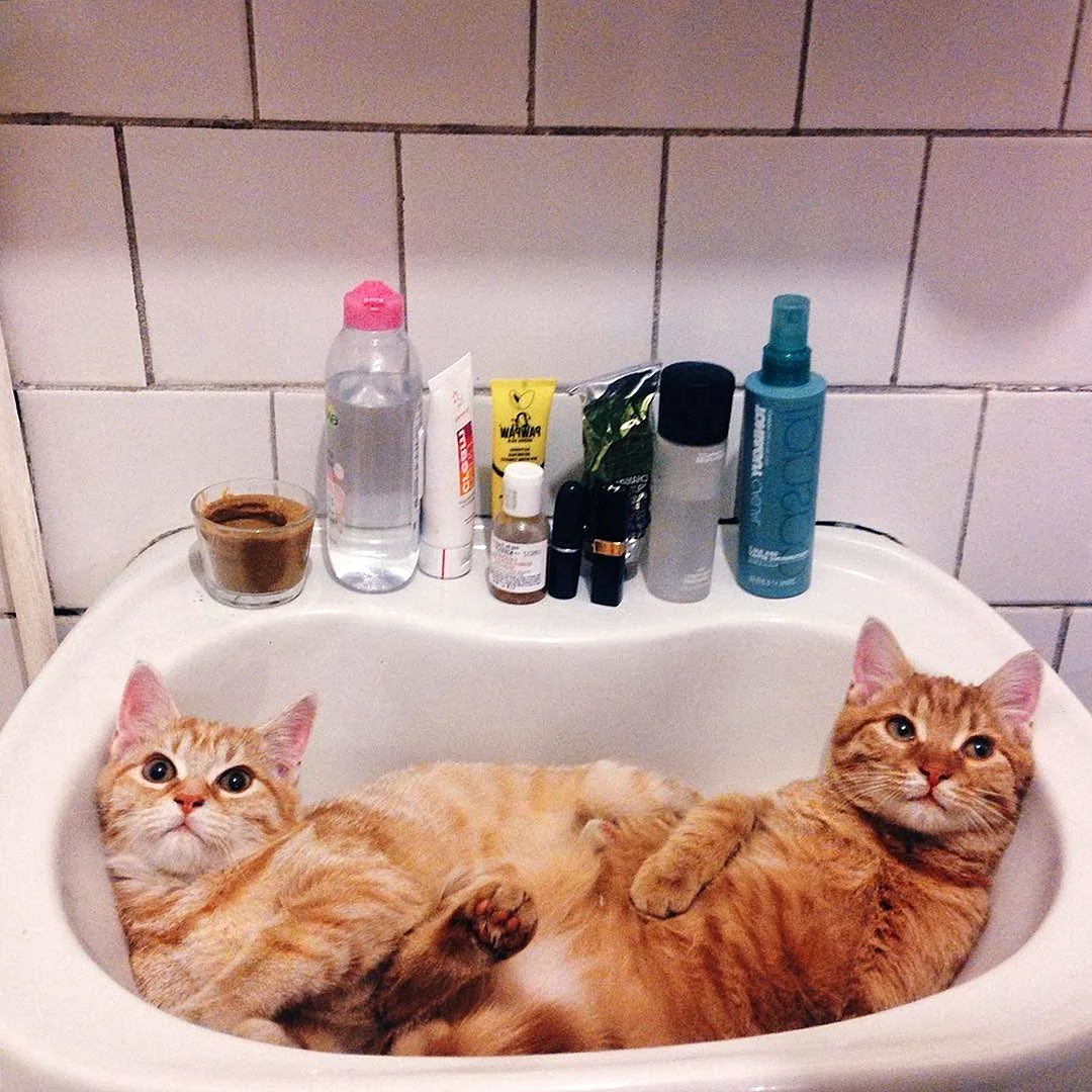 Коты в ванной