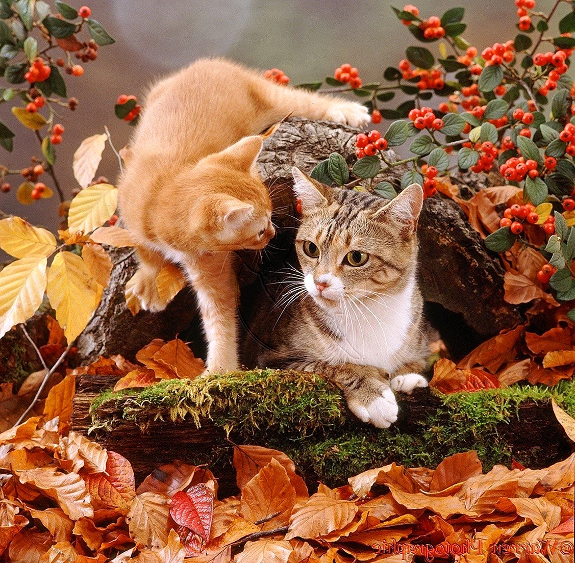 Коты Воители осень