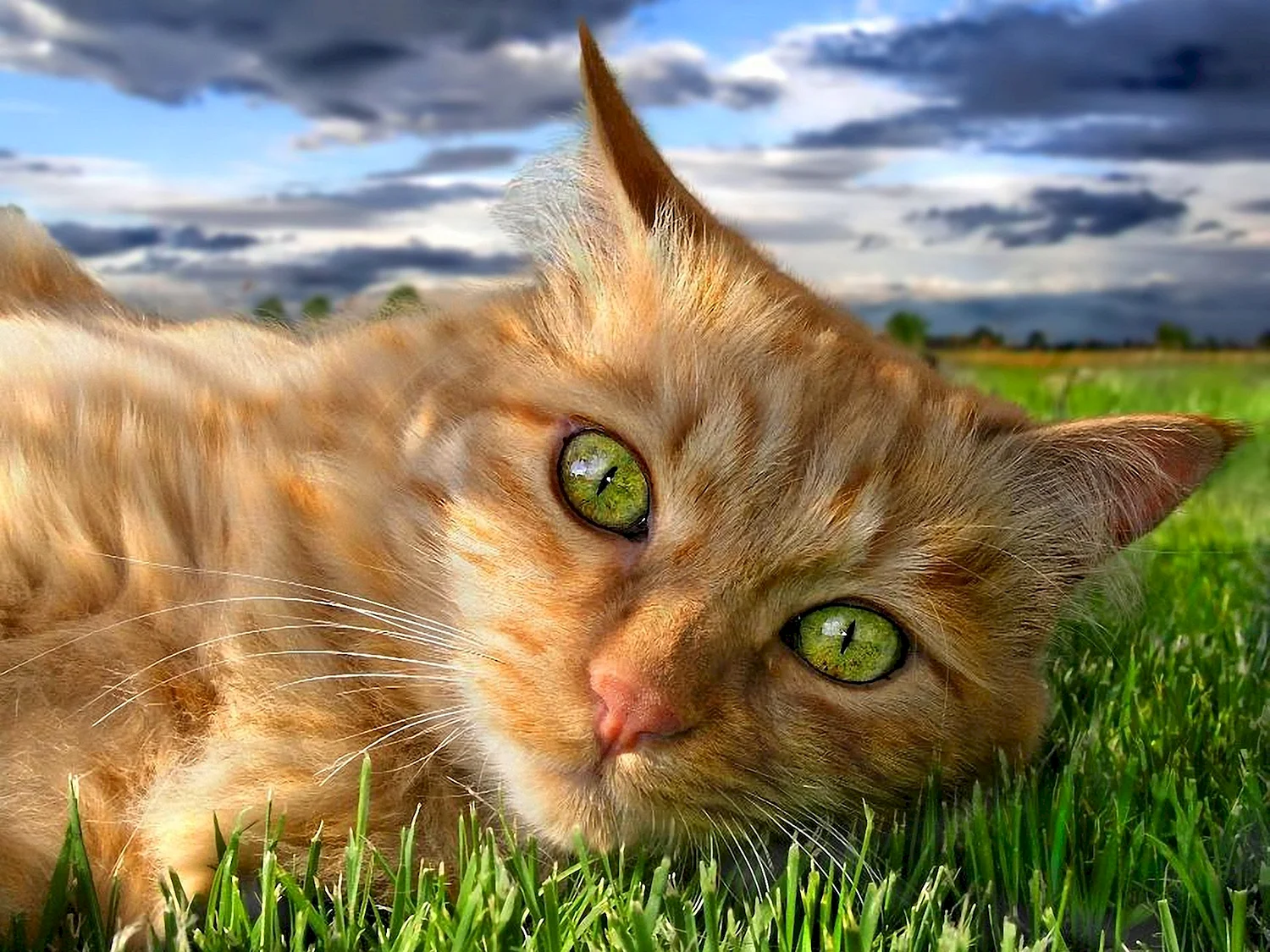 Коты Воители рыжий кот с зелеными глазами