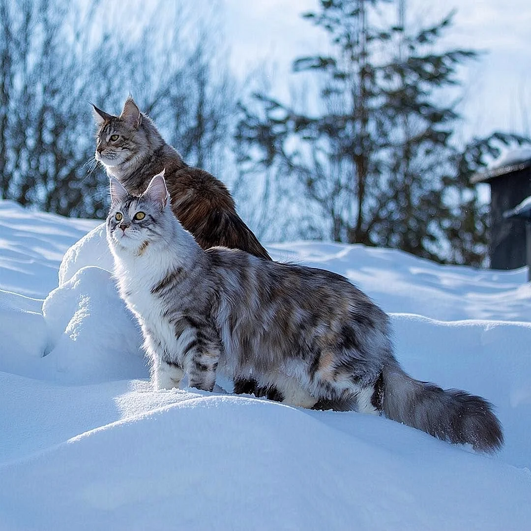 Коты зимой