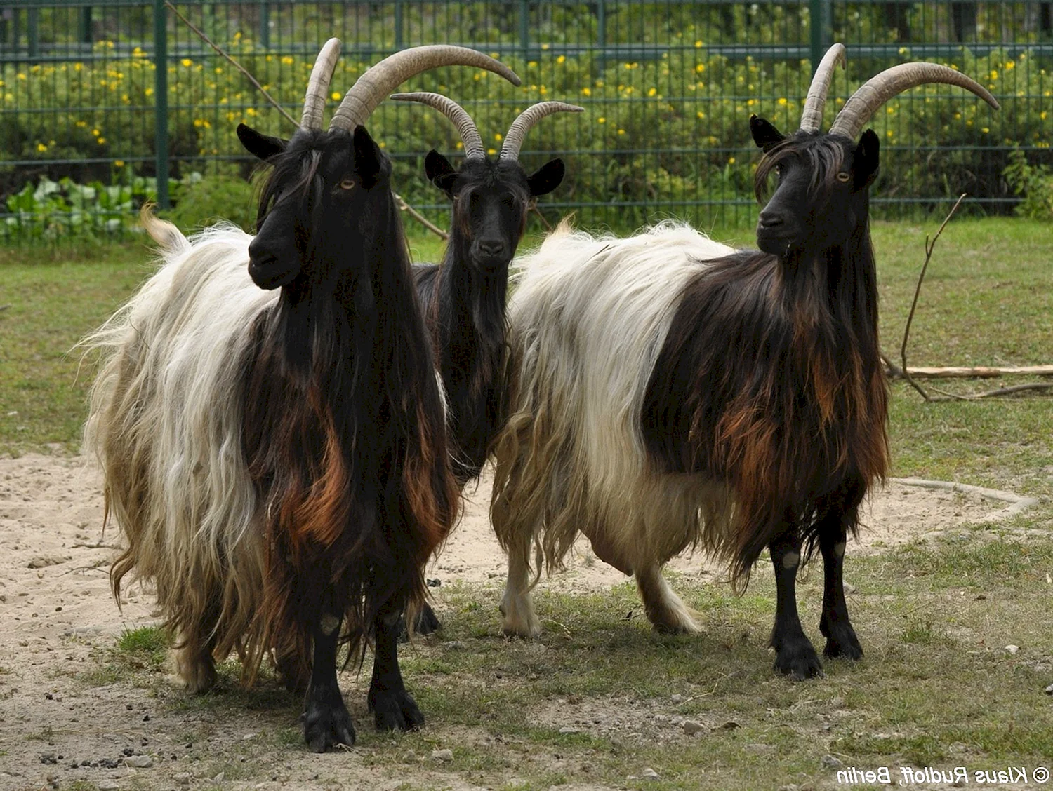 Придонская порода коз