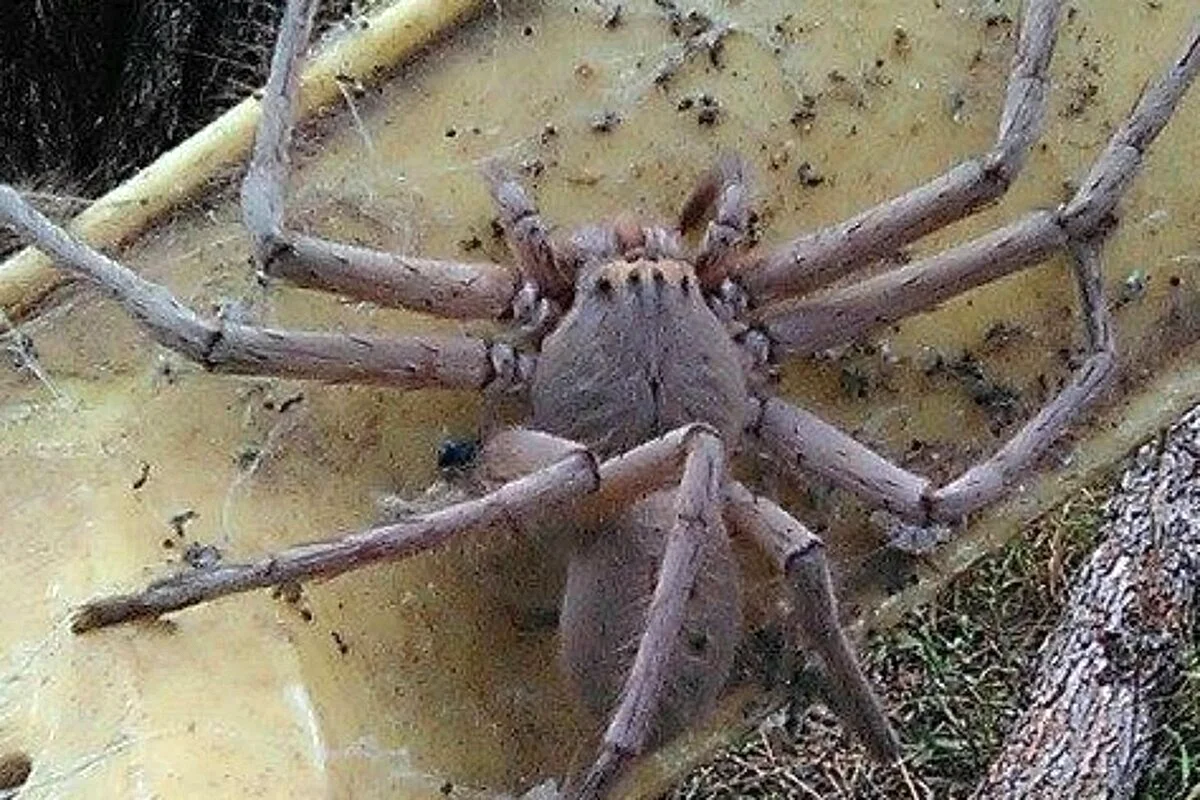 Крабовый паук Австралия