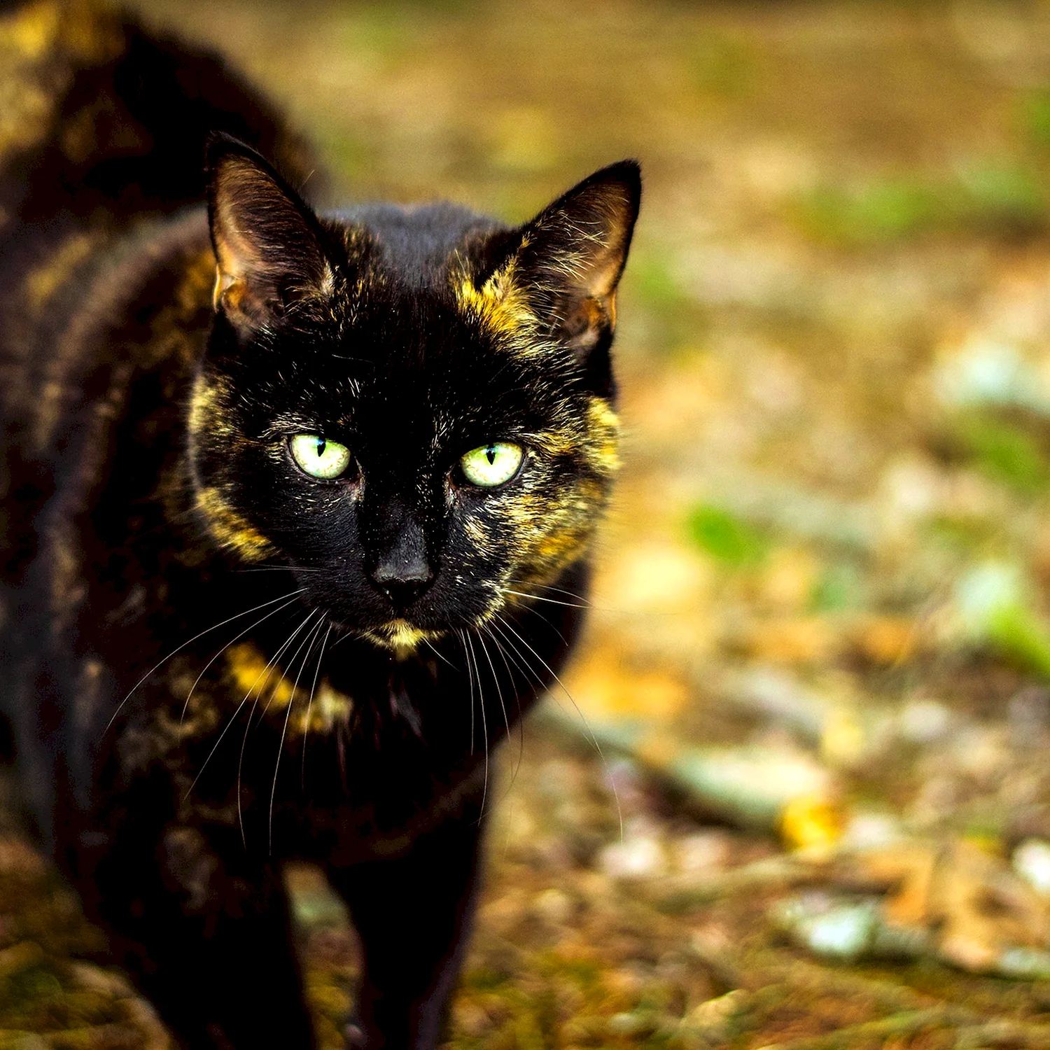 Крапчатый тёмно-бурый кот