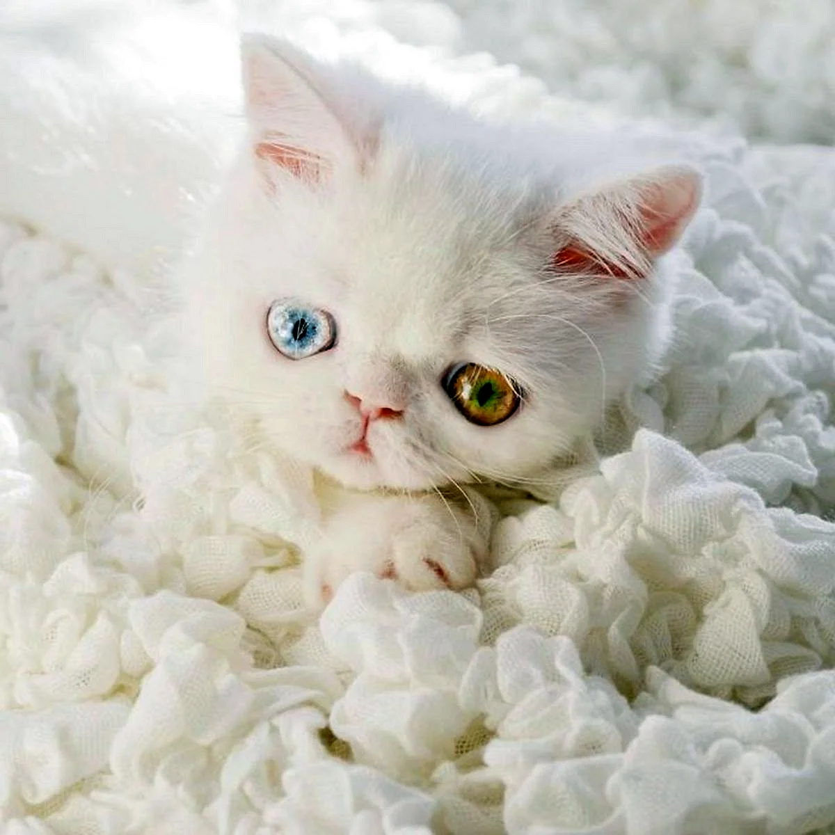 Красивая белая кошка