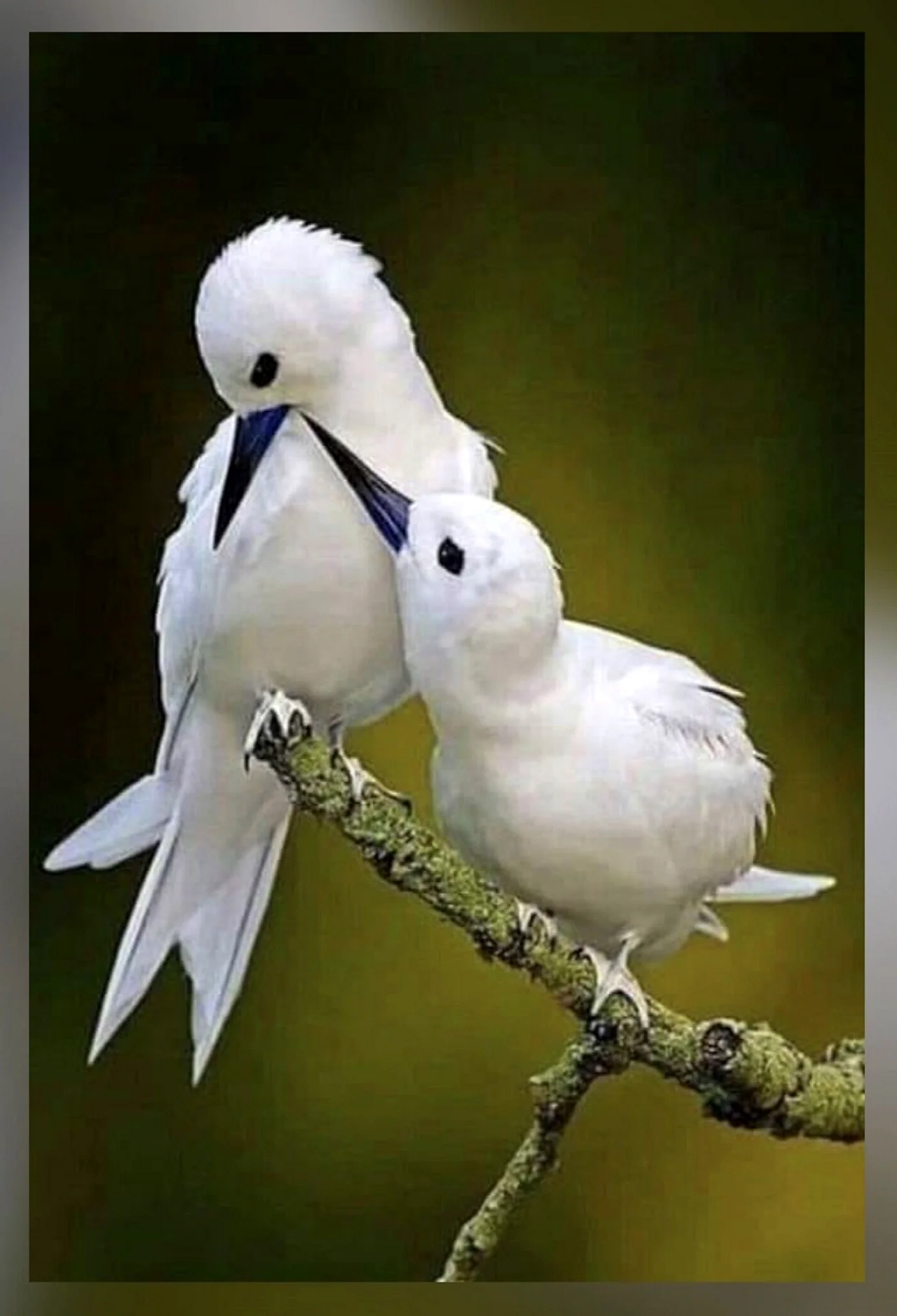 Красивая белая птица
