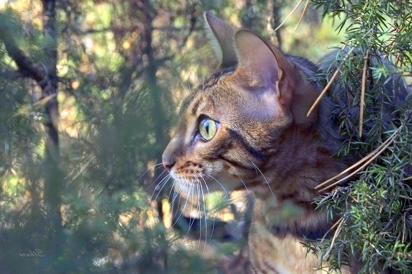 Красивая бурая кошка в лесу