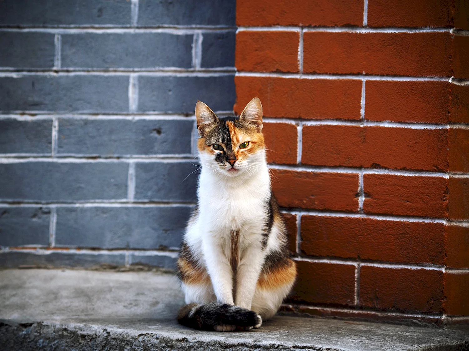 Красивая дворовая кошка