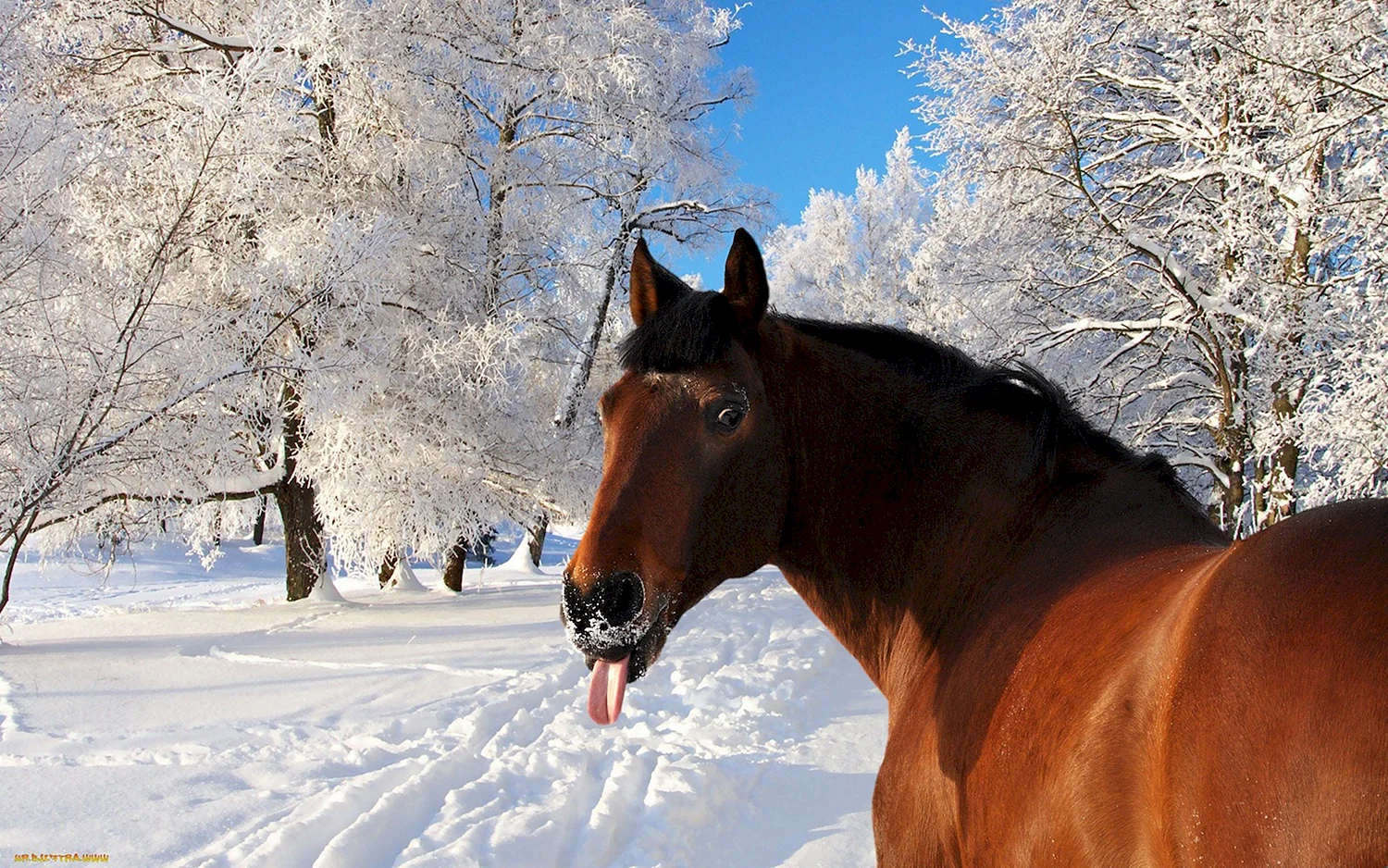 Красивая картинка зимней природы и двух лошадей