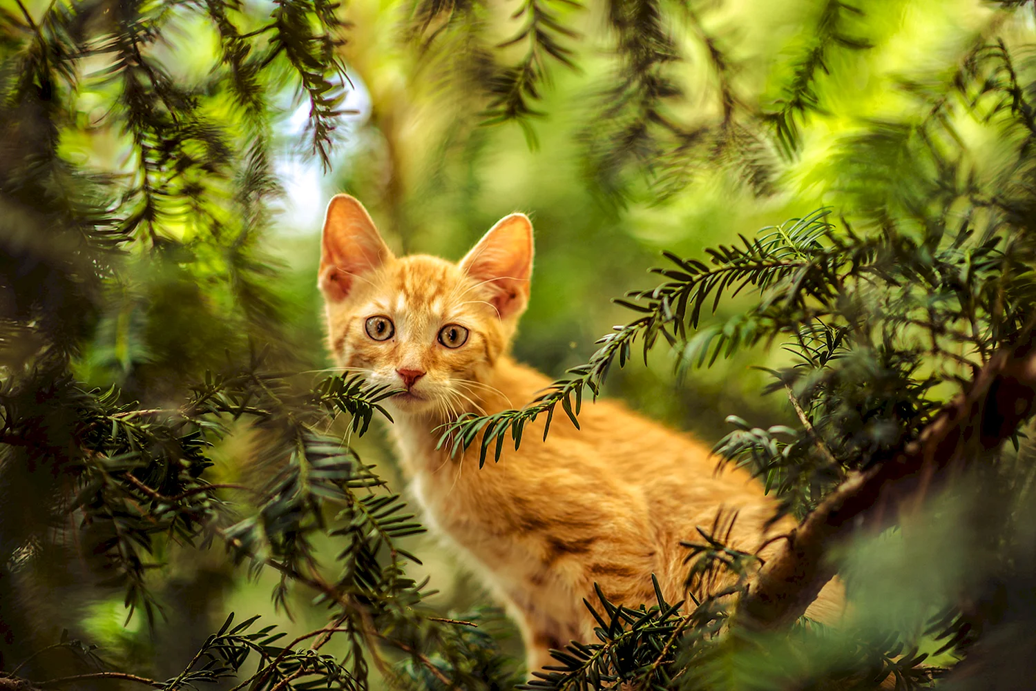 Красивая кошка в лесу
