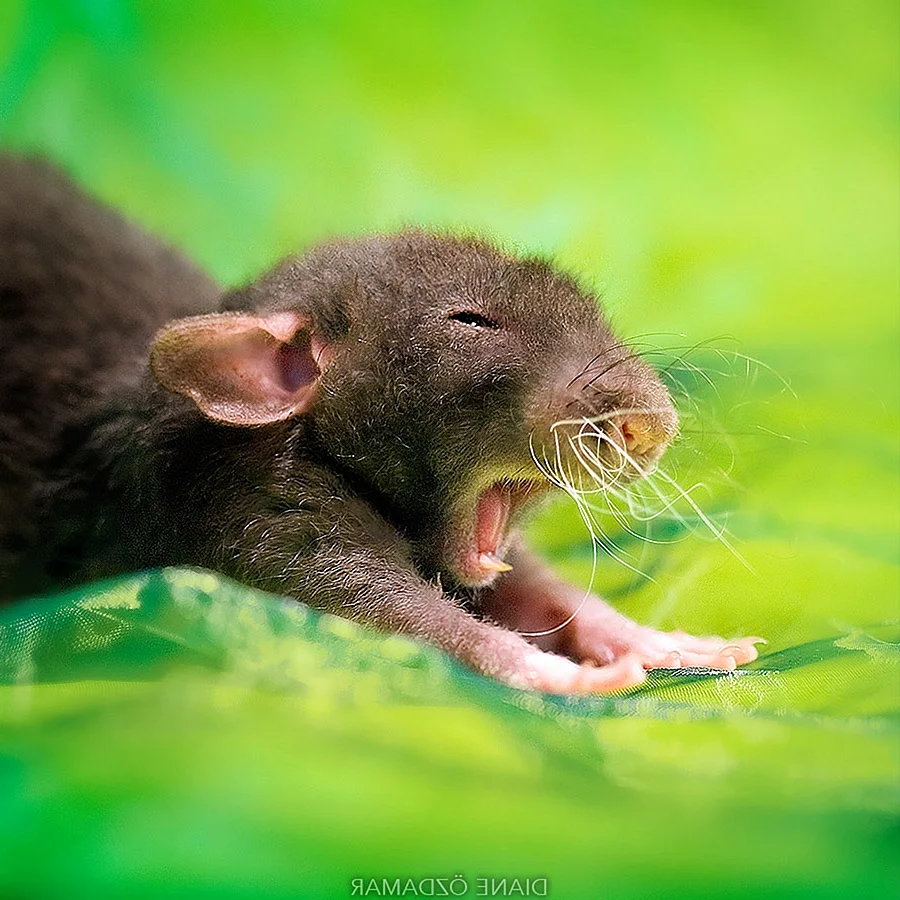 Красивая мышь