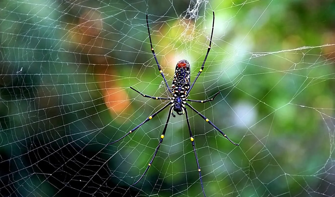 Красивая паутина с пауком