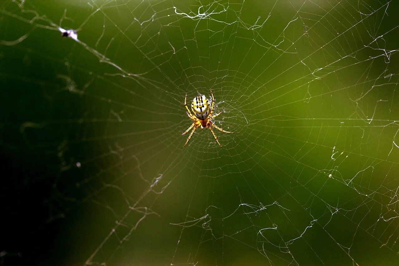 Красивая паутина с пауком