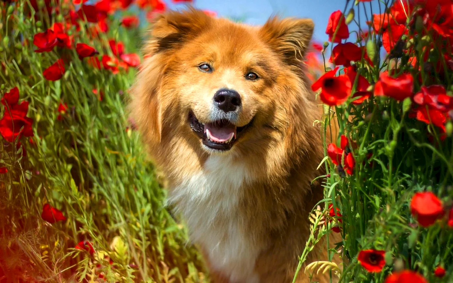 Красивая рыжая собака