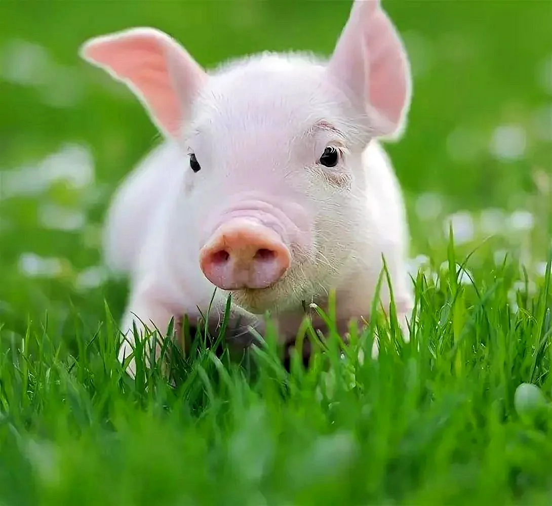Красивая свинья
