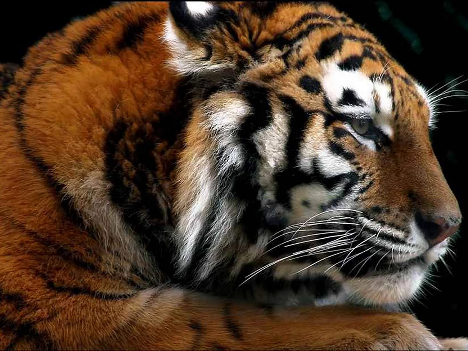Красивая тигрица