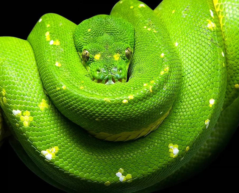 Красивая змея