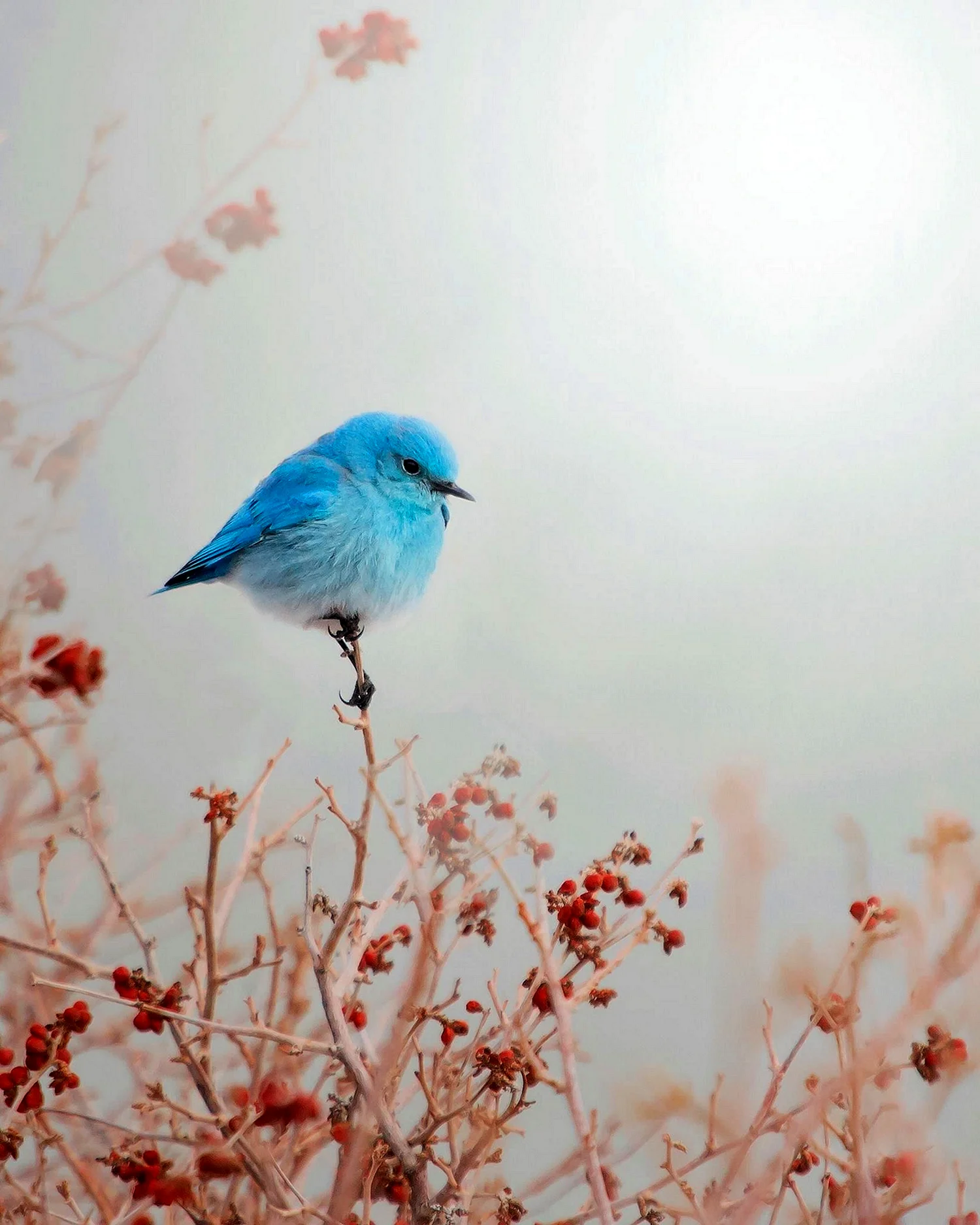 Красивые голубые птицы