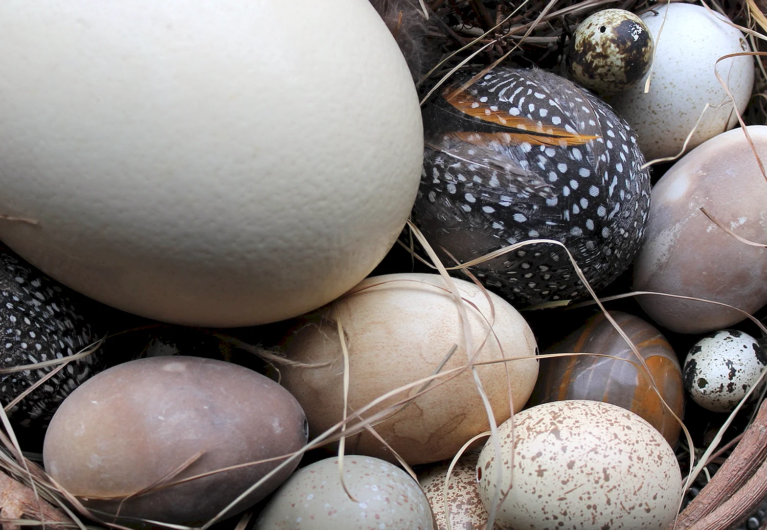 Красивые яйца птиц
