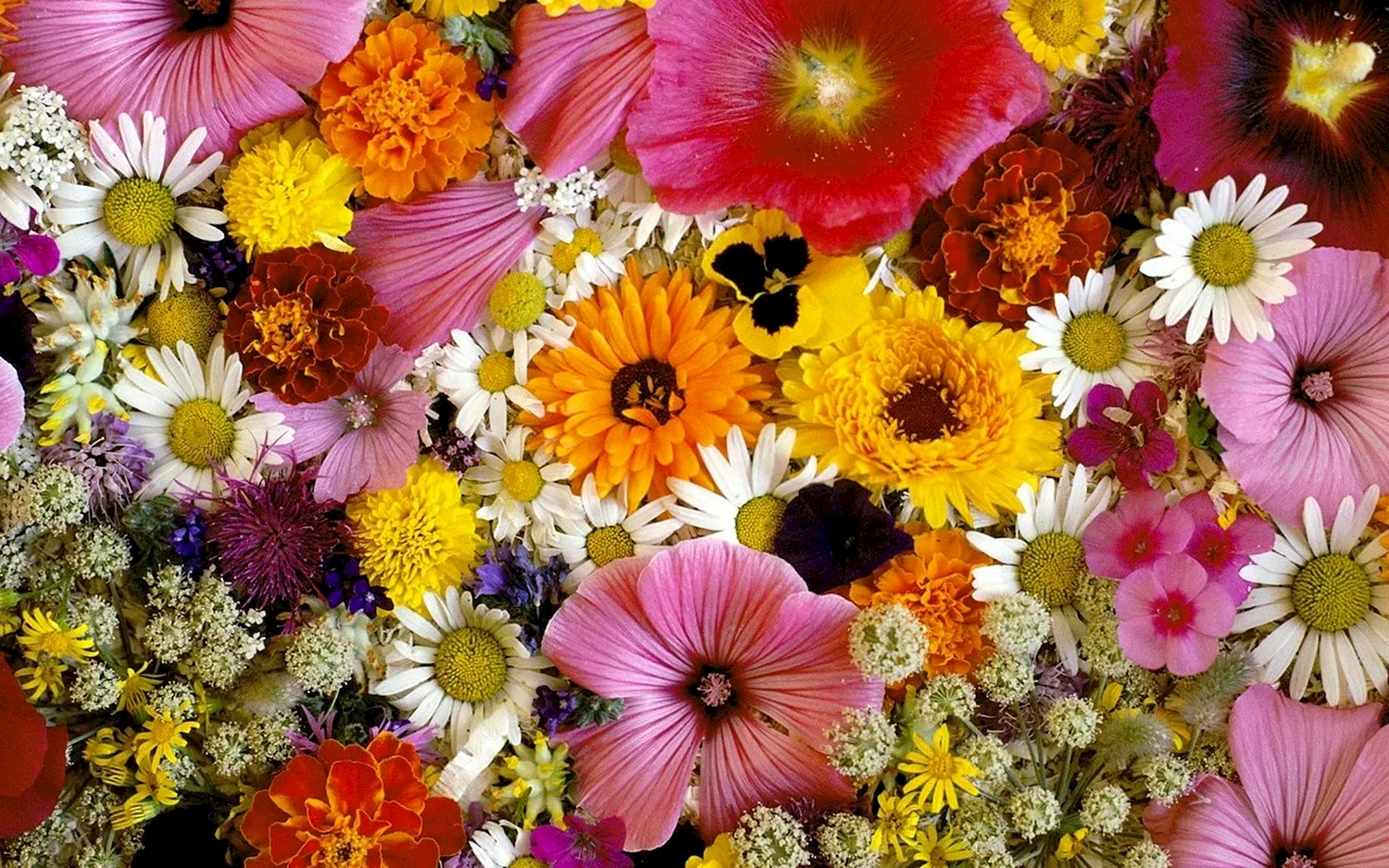 Красивые яркие цветы