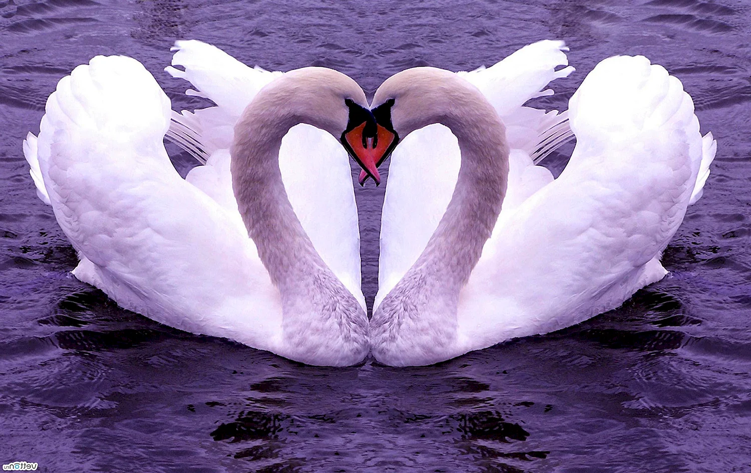 Красивые картинки лебедей приносящие любовь
