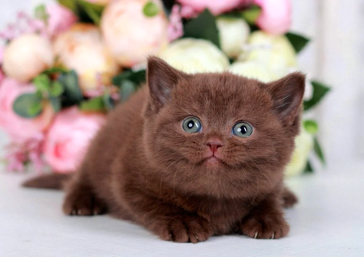 Красивые котята британцы шоколадные