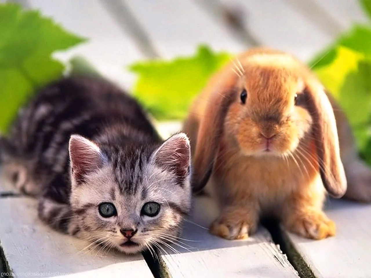 Красивые котята и кролики