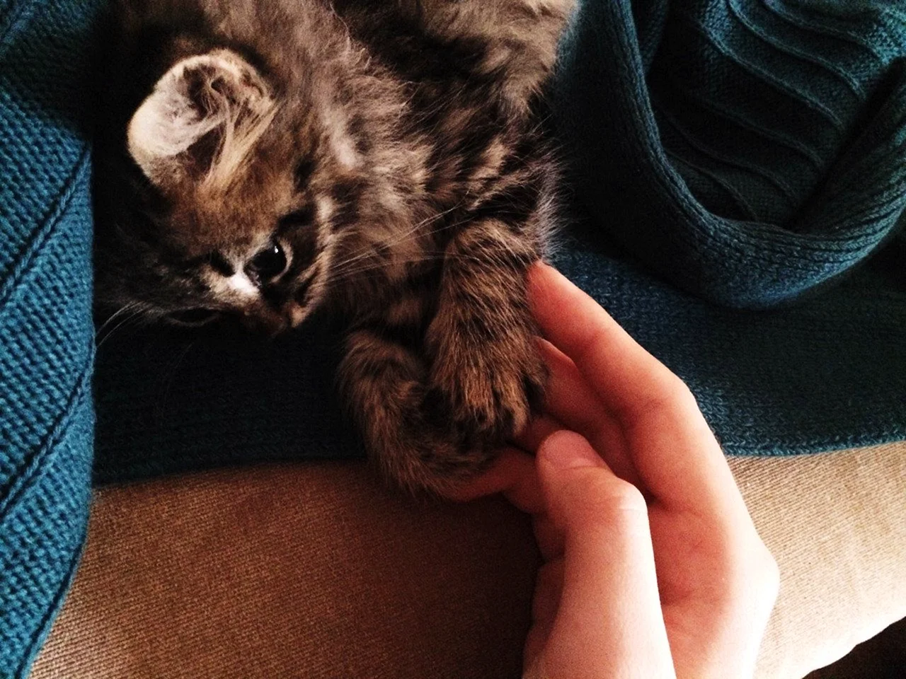 Красивые котята в руках