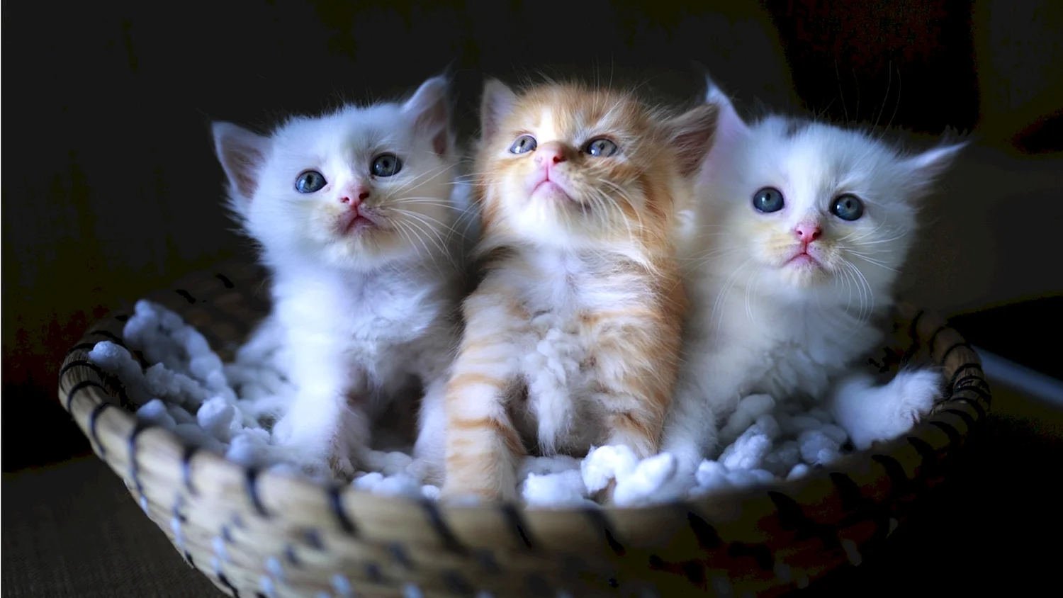 Красивые котятки