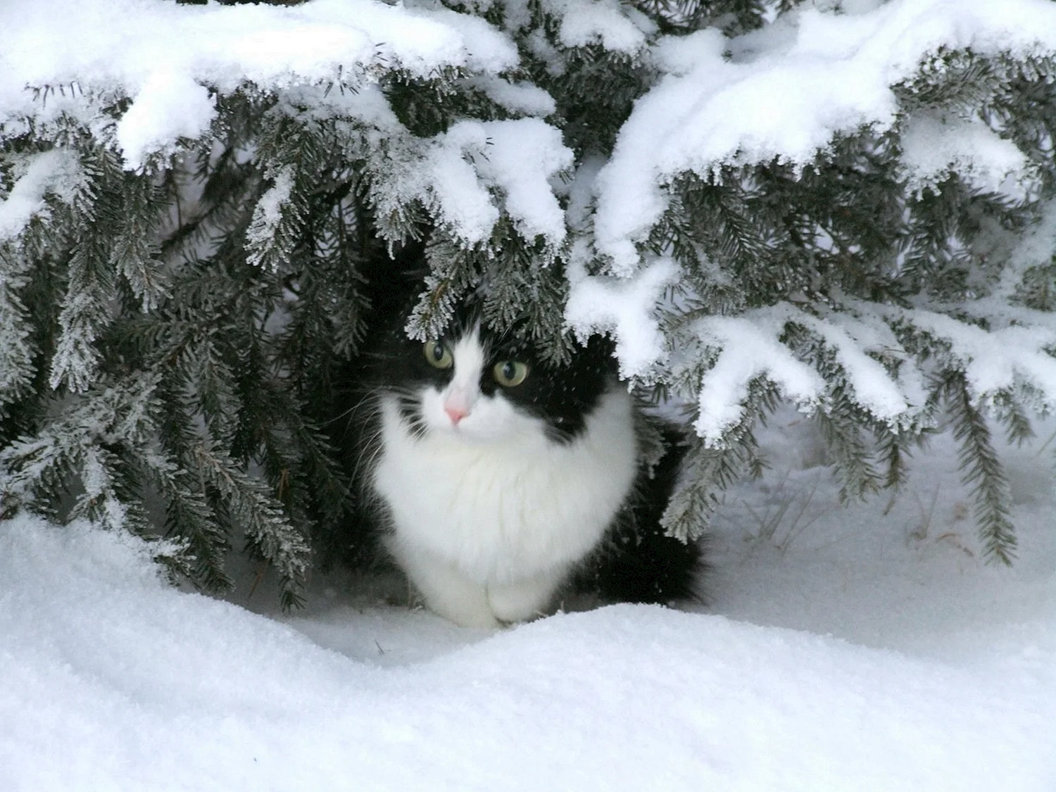 Красивые коты зимой