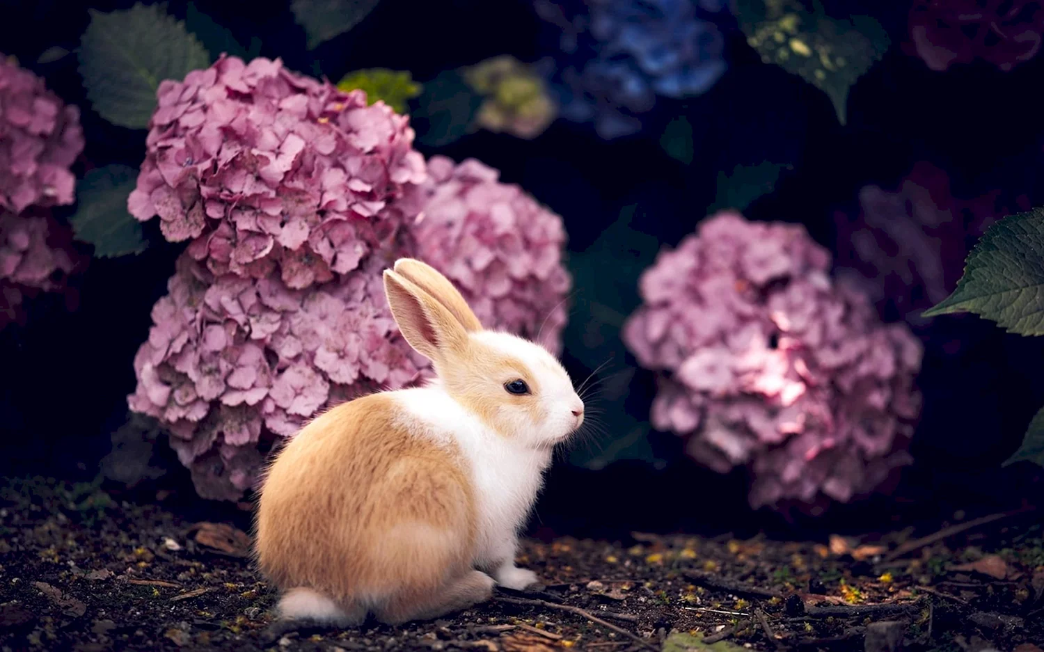 Красивые кролики