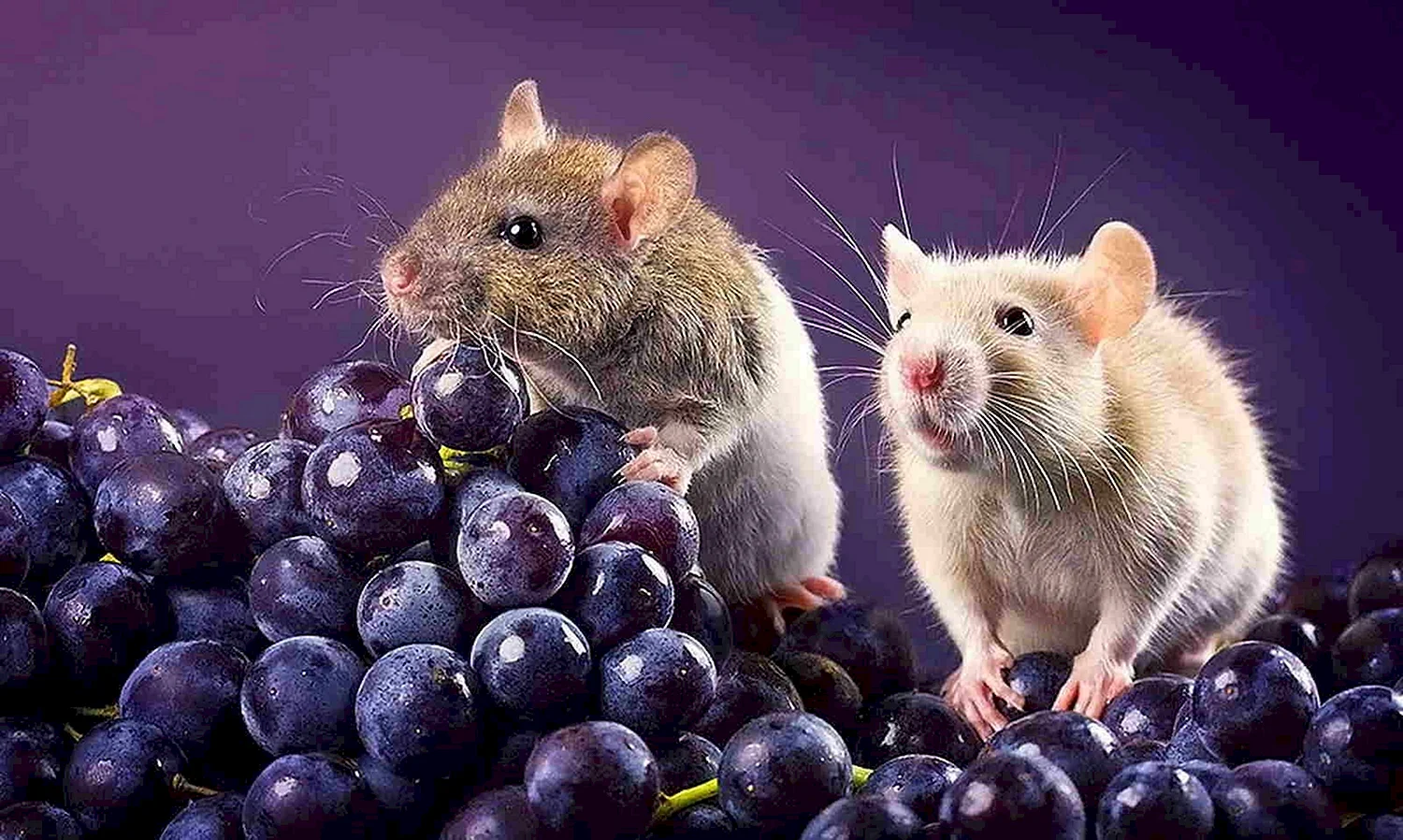 Красивые крысы