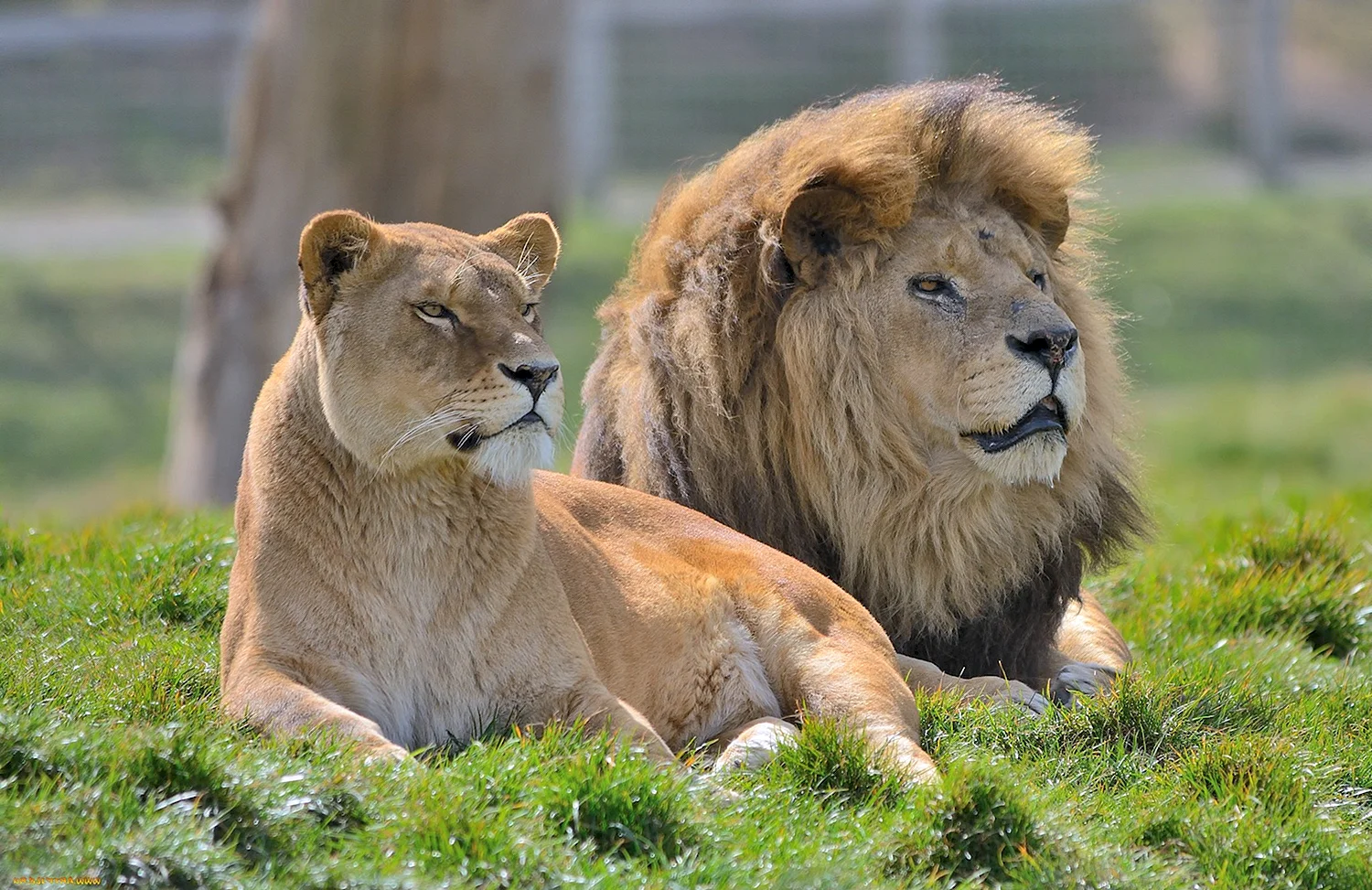 Красивые львы и львицы