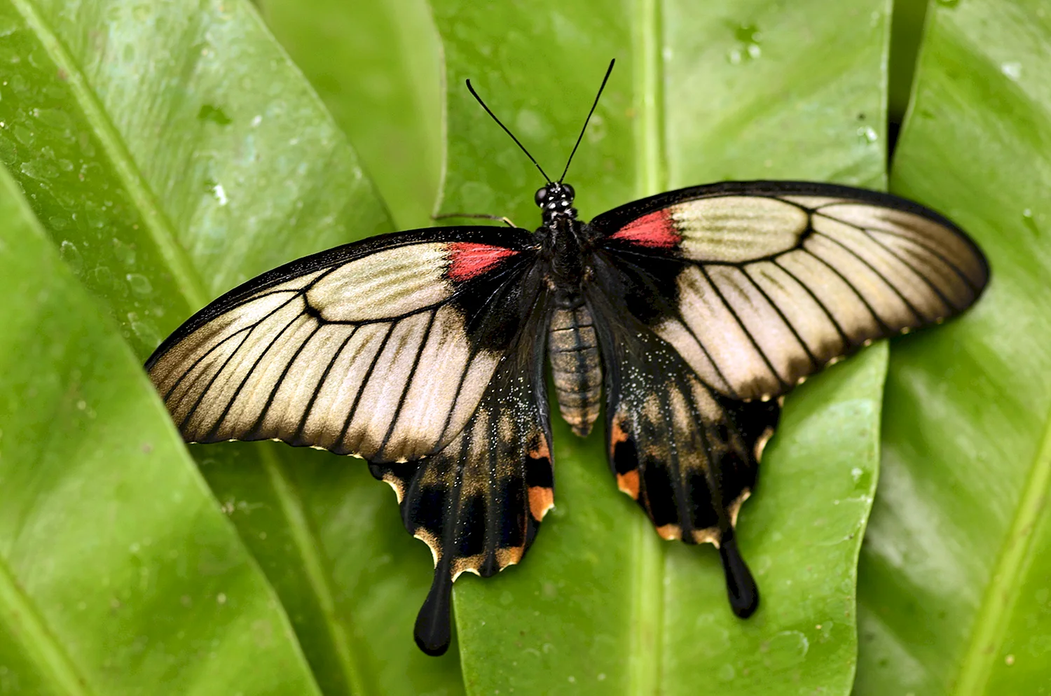 Красивые насекомые с крыльями