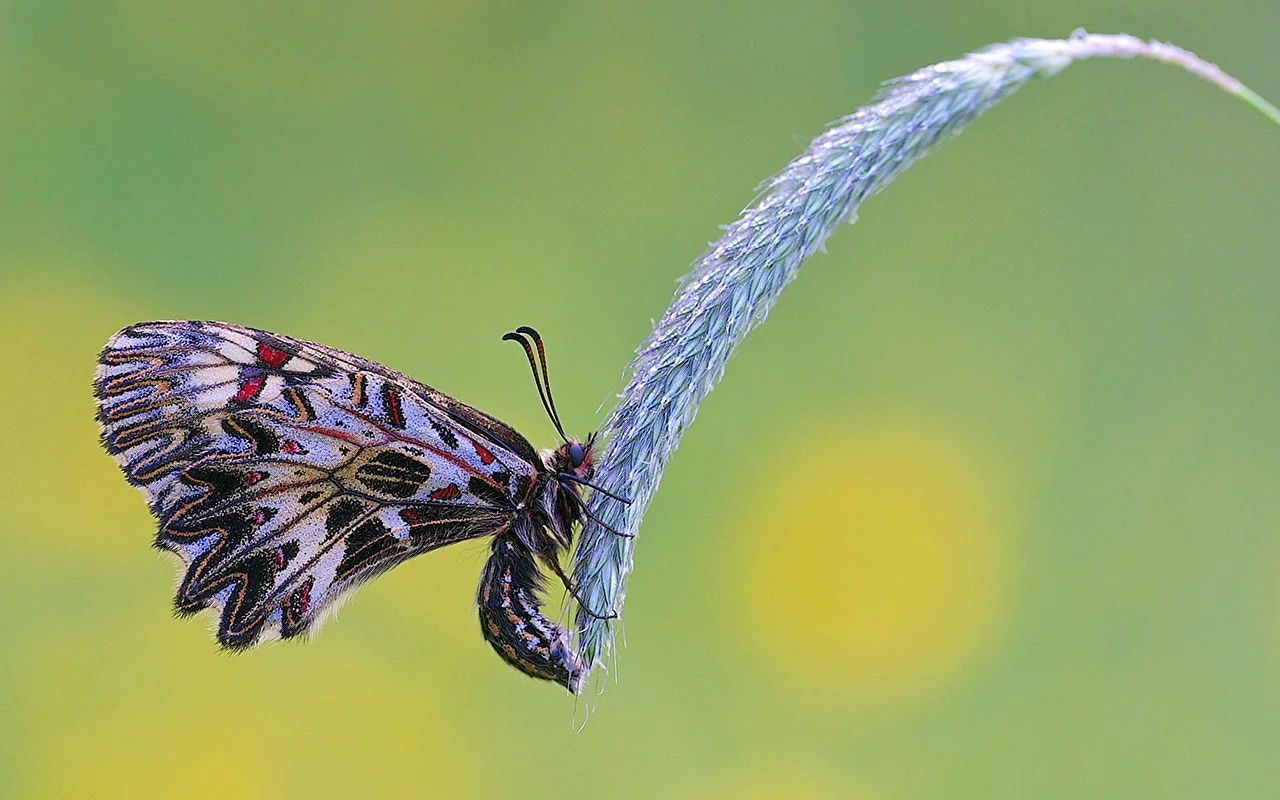 Красивые насекомые с крыльями