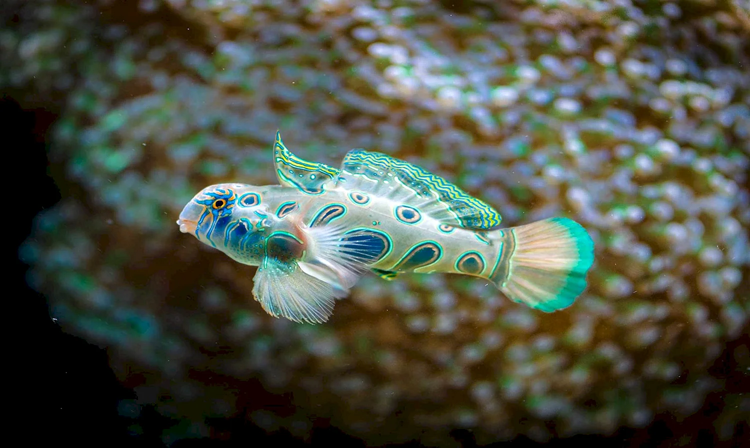 Красивые необычные рыбки