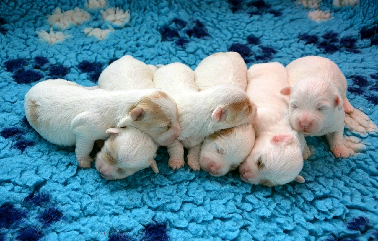 Красивые щеночки Новорожденные