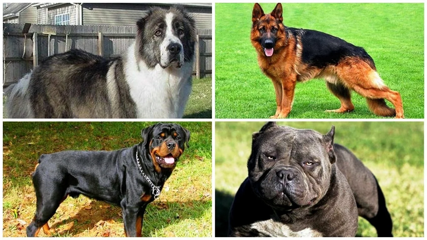 Красивые собаки породистые и опасные