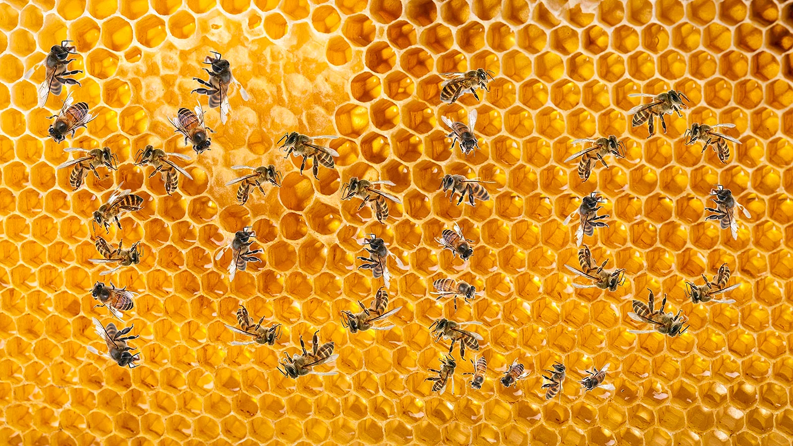 Красивые соты с пчелами